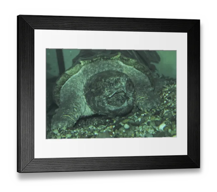 Framed Print : Vulture tortoise (Macrochelys temminckii)