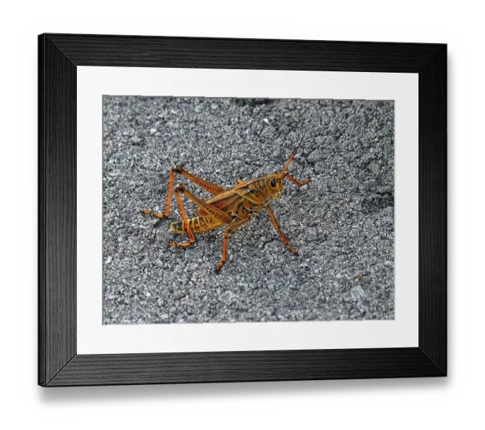 Framed Print : Short-fingered grasshopper (Romalea microptera)