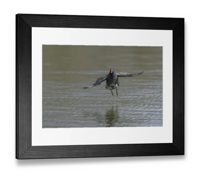 Framed Print : Moorhen (Gallinula chloropus) Framed Print : Moorhen (Gallinula chloropus)