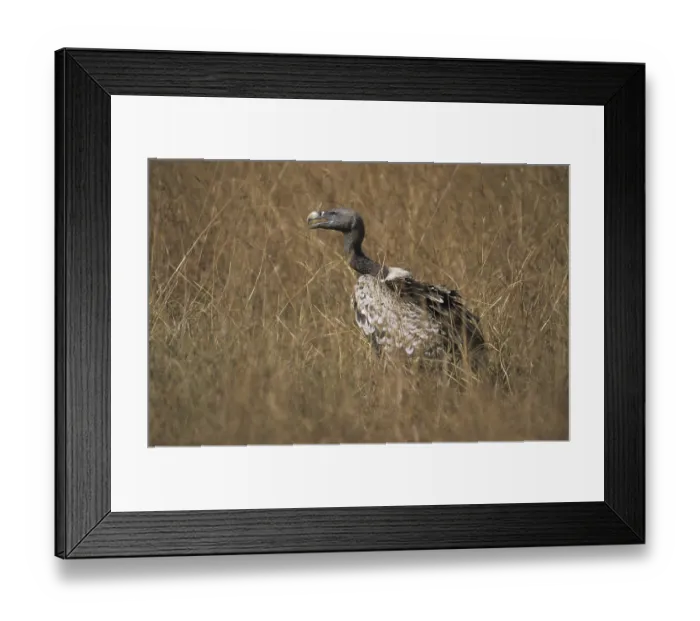 Framed Print : Barred Vulture (Gyps ruppelli) Barred Vulture (Gyps rppelli)
