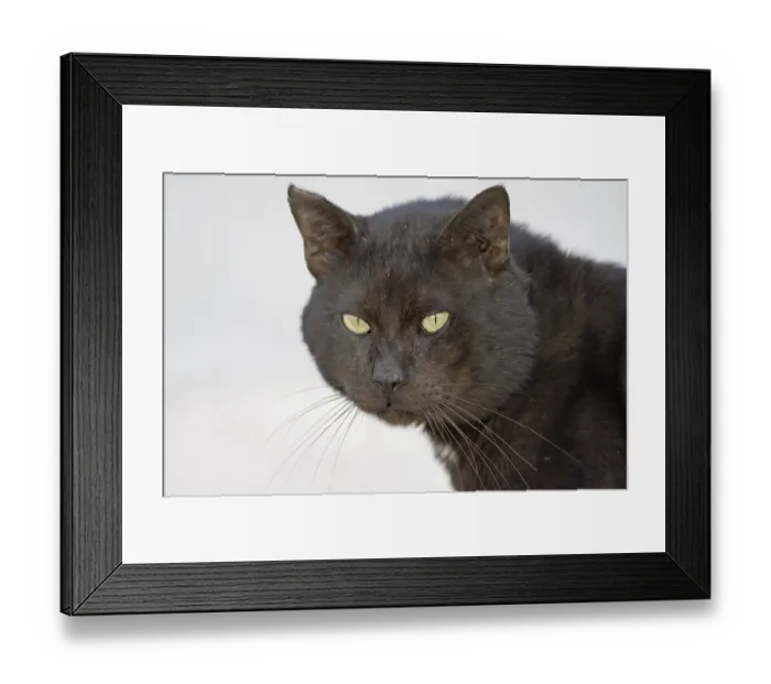 Framed Print : Cat portrait (Felis silvestris catus)