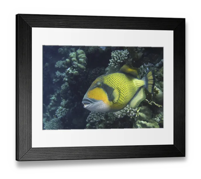Framed Print : Giant triggerfish (Balistoides viridescens) Framed Print : Giant triggerfish (Balistoides viridescens)
