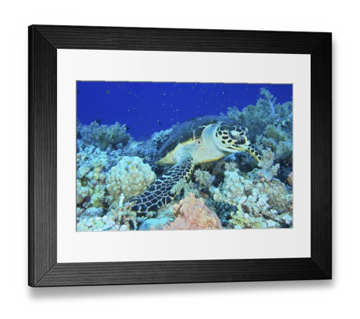 Framed Print : Hawksbill sea turtle (Eretmochelys imbricata) Framed Print : Hawksbill sea turtle (Eretmochelys imbricata)