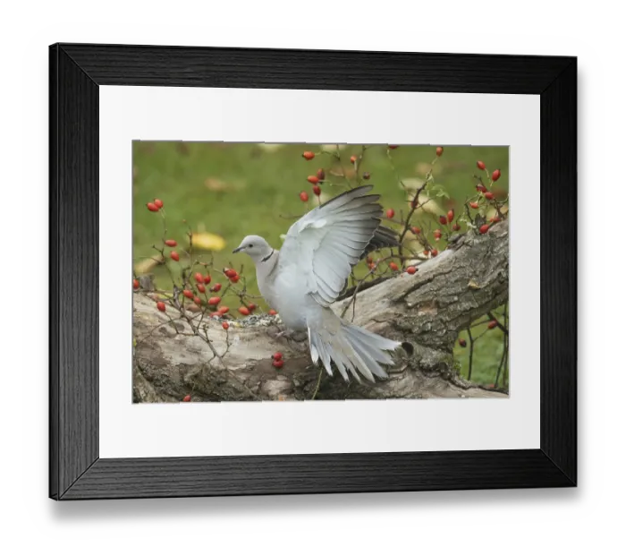 Framed Print : Eurasian collared dove (Streptopelia decaocto)