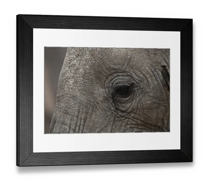 Framed Print : African elephant (Loxodonta africana) Framed Print : African elephant (Loxodonta africana)