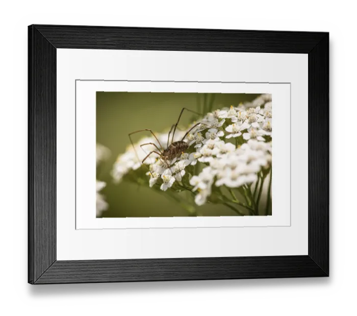 Framed Print : Unknown spider