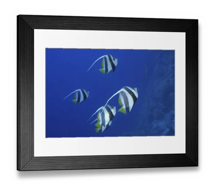 Framed Print : Red Sea bannerfish (Heniochus intermedius)