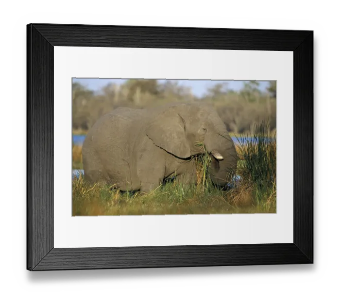 Framed Print : African elephant (Loxodonta africana)