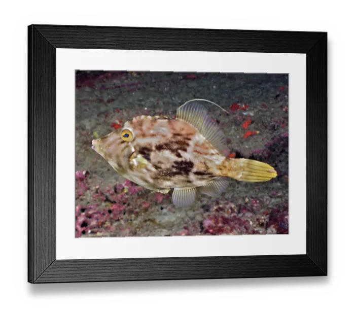 Framed Print : Brown filefish (Stephanolepis hispidus) Framed Print : Brown filefish (Stephanolepis hispidus)