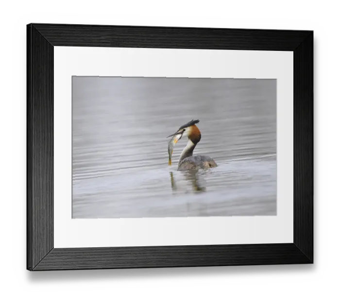 Framed Print : Great Crested Grebe (Podiceps cristatus) Framed Print : Great Crested Grebe (Podiceps cristatus)