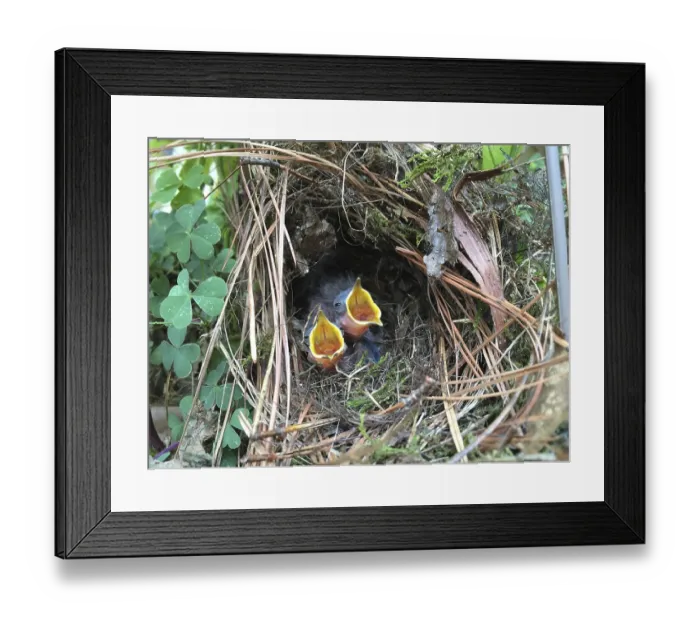 Framed Print : (Thryothorus ludovicianus)
