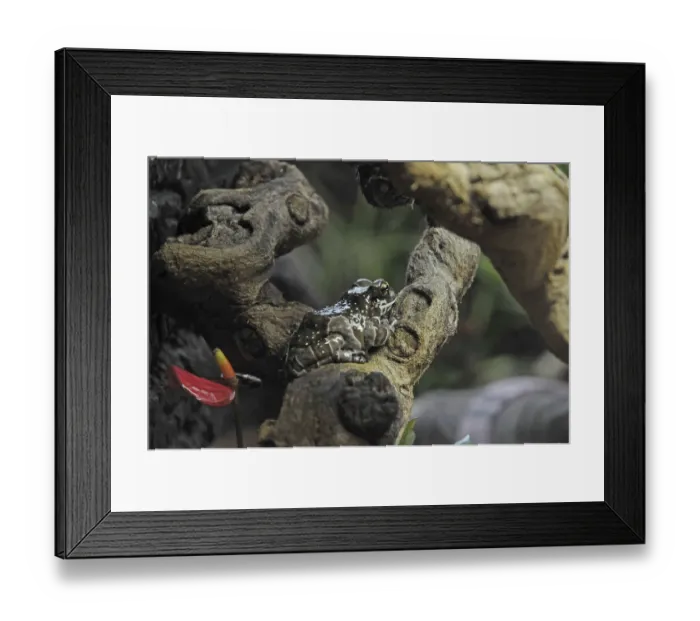 Framed Print : Tree tree frog (Trachycephalus resinifictrix)