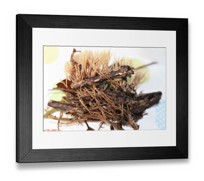 Framed Print : Stinking bristle coral (Pterula multifida) Framed Print : Stinking bristle coral (Pterula multifida)