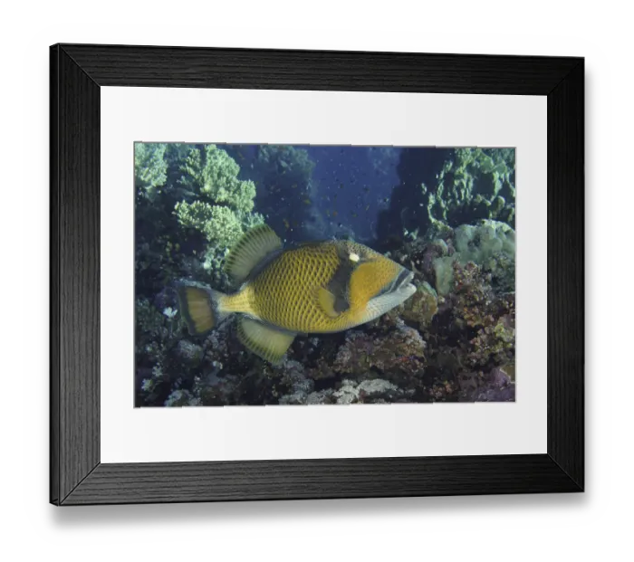 Framed Print : Giant triggerfish (Balistoides viridescens) Framed Print : Giant triggerfish (Balistoides viridescens)
