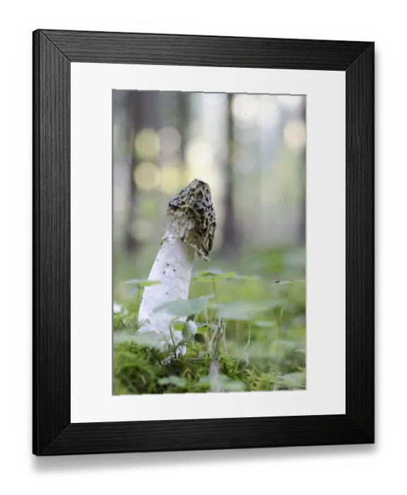 Framed Print : Common stinkhorn (Phallus impudicus)