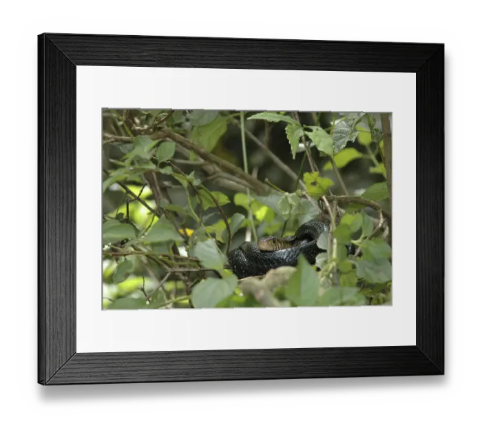Framed Print : Forest cobra (Naja melanoleuca) Framed Print : Forest cobra (Naja melanoleuca)