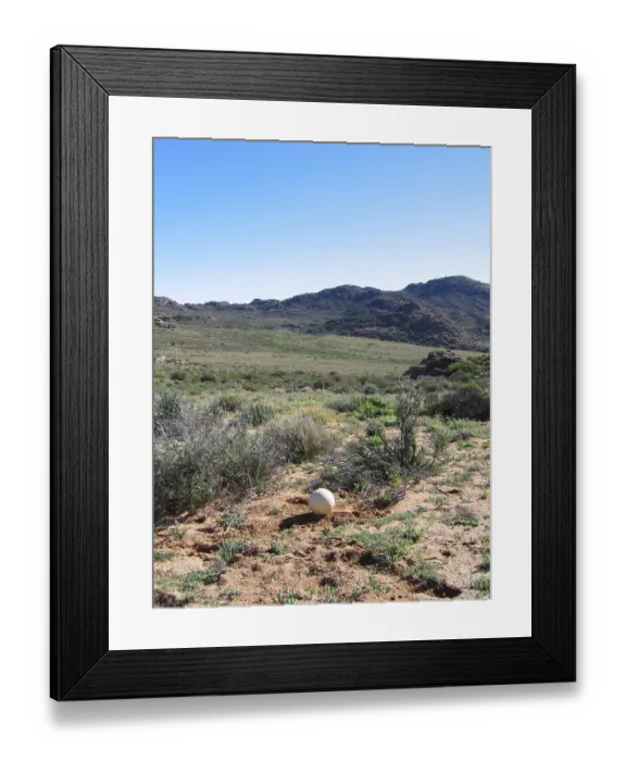 Framed Print : Ostrich egg (Struthio camelus)