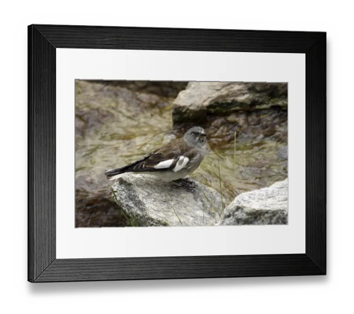 Framed Print : Snowfinch (Montifringilla nivalis) Framed Print : Snowfinch (Montifringilla nivalis)
