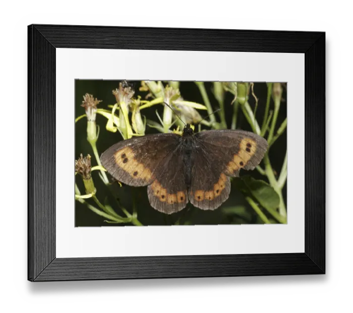 Framed Print : Erebia moth (Erebia) Framed Print : Erebia moth (Erebia)
