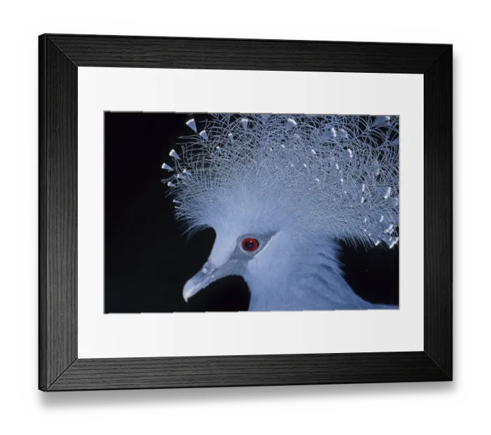 Framed Print : Crowned pigeon (Goura cristata) Framed Print : Crowned pigeon (Goura cristata)
