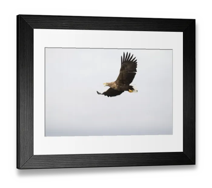 Framed Print : White-tailed eagle (Haliaeetus albicilla)