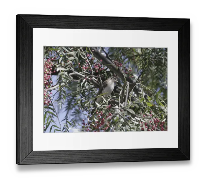 Framed Print : Pointed-tailed Paradise Widow (Vidua paradisaea)