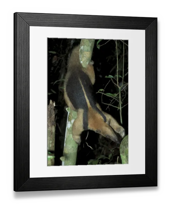 Framed Print : Anteater (Tamandua tetradactyla)