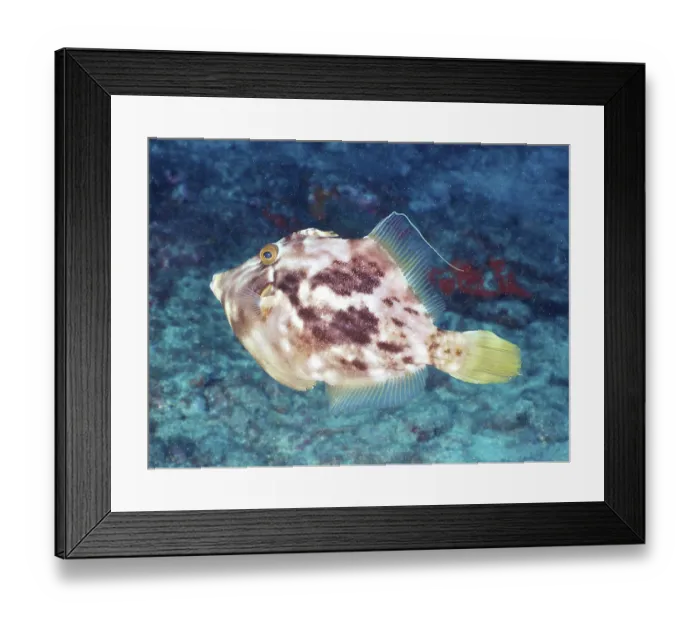 Framed Print : Brown filefish (Stephanolepis hispidus) Framed Print : Brown filefish (Stephanolepis hispidus)