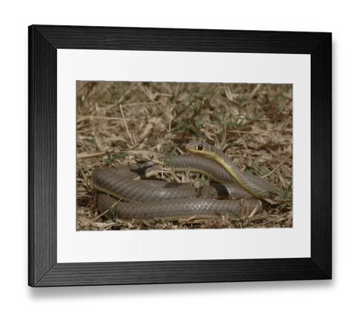 Framed Print : Mozambique sand snake (Psammophis mossambicus)