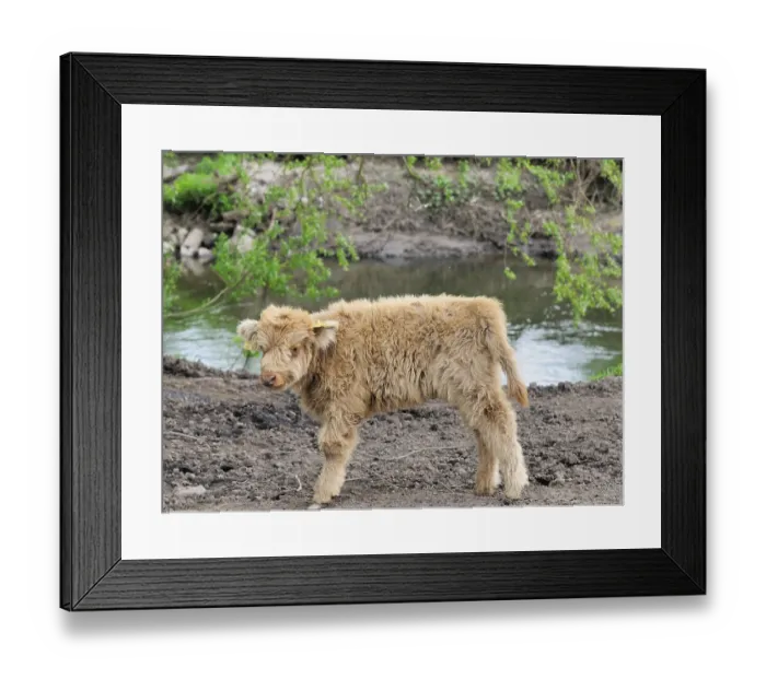 Framed Print : Heck cattle (bos primigenius taurus)