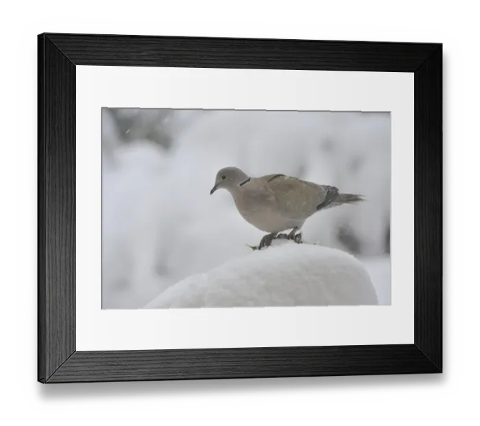 Framed Print : Eurasian collared dove (Streptopelia decaocto)