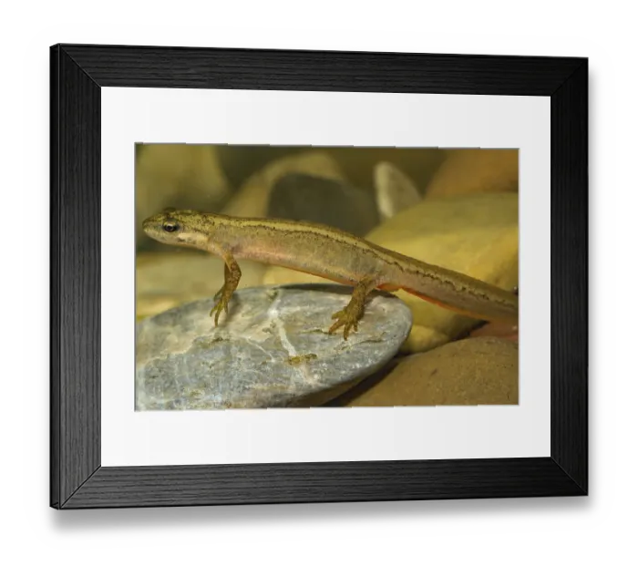 Framed Print : Pond newt (Lissotriton vulgaris)