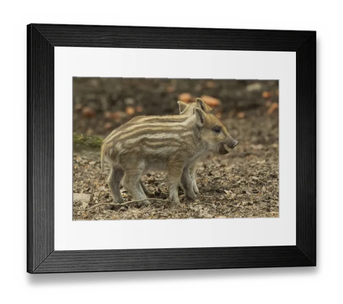 Framed Print : Wild boar (Sus scrofa) Framed Print : Wild boar (Sus scrofa)