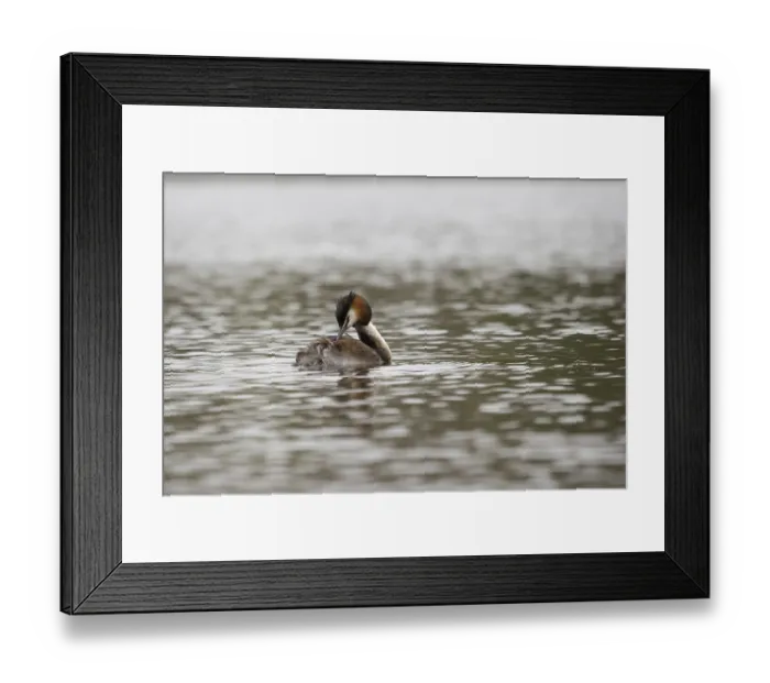 Framed Print : Great crested grebe, body care (Podiceps cristatus)