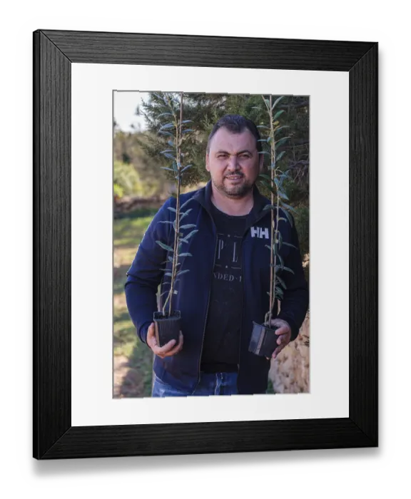 Framed Print : Olive grove of Marcos Ribas, Formentera Framed Print : Olive grove of Marcos Ribas, Formentera