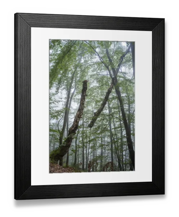 Framed Print : Forest, foggy weather. Broken tree