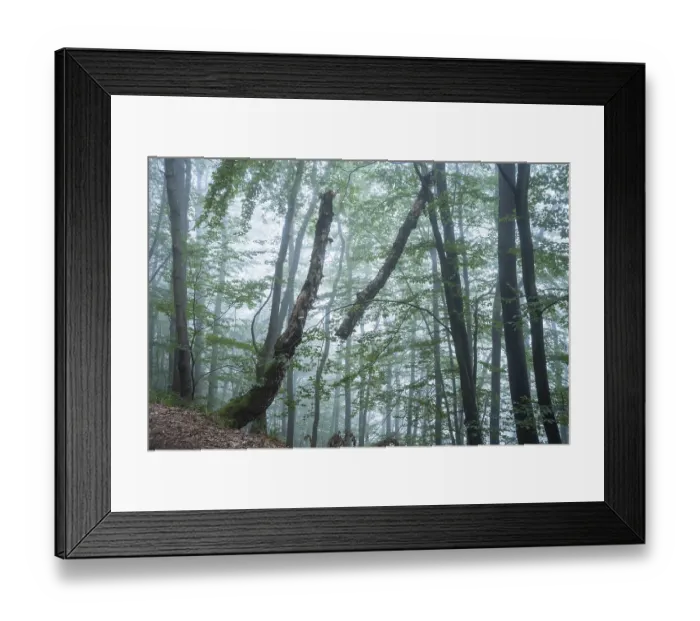 Framed Print : Forest, foggy weather. Broken tree