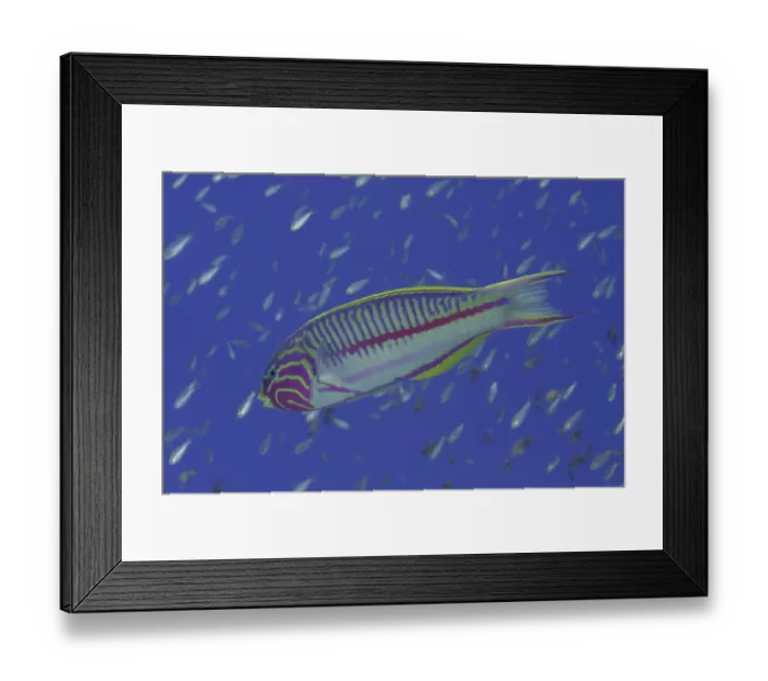 Framed Print : Rootmeer Junker (Thalassoma rueppellii)