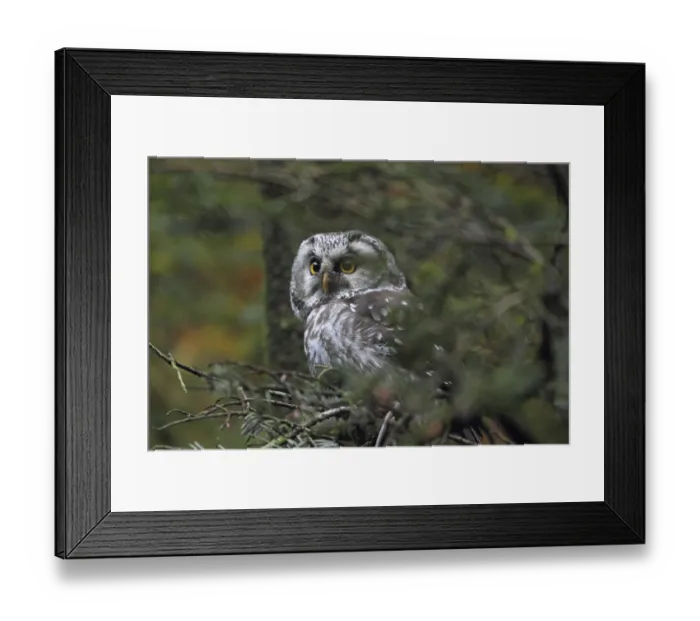 Framed Print : Great Horned Owl (Aegolius funereus)