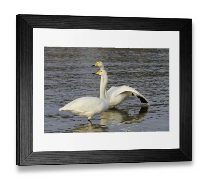 Framed Print : Whooper swans (Cygnus cygnus) Framed Print : Whooper swans (Cygnus cygnus)