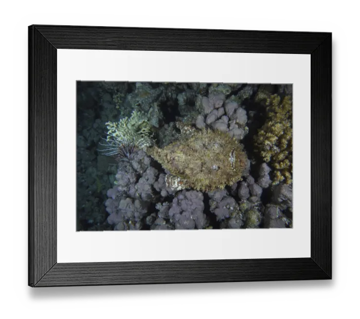 Framed Print : Reef stonefish (Synanceia verrucosa)