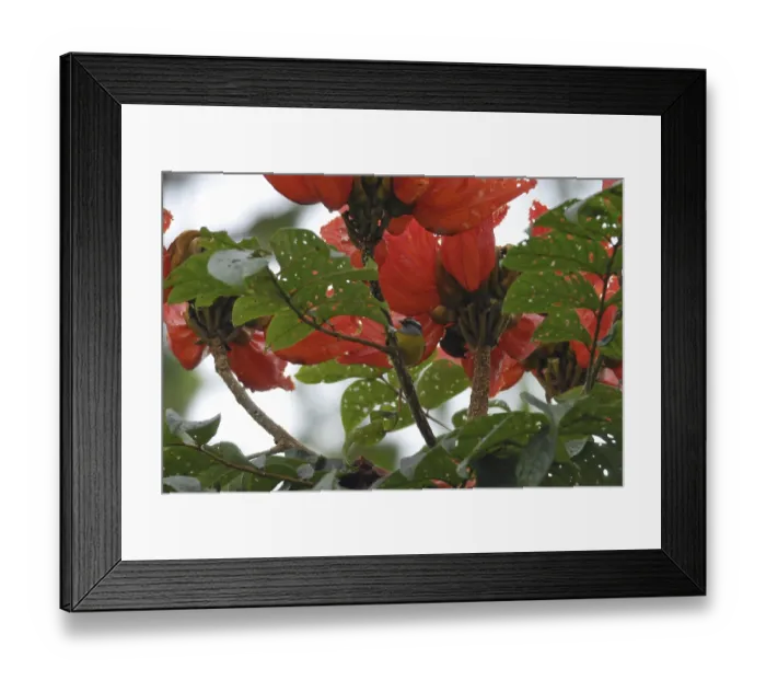 Framed Print : Sugarbird (Coereba flaveola) Framed Print : Sugarbird (Coereba flaveola)