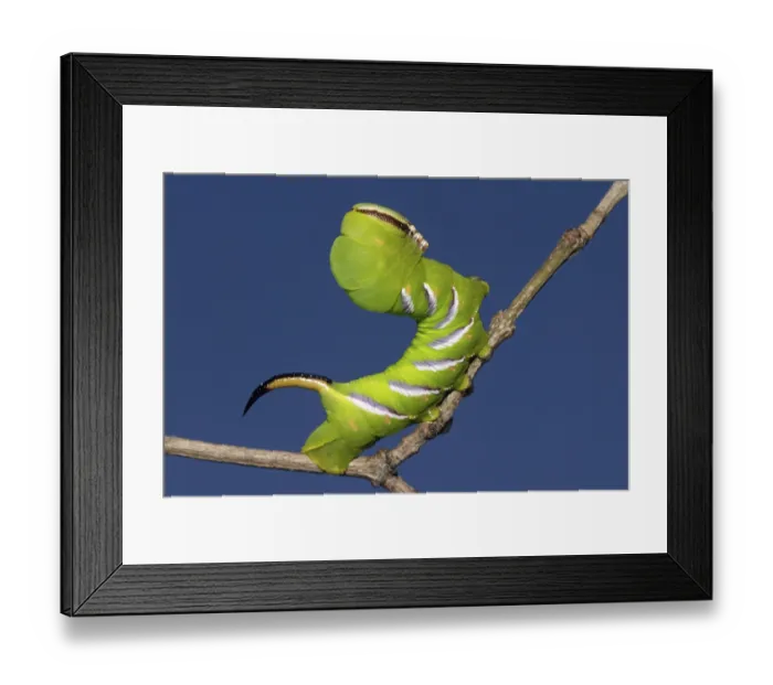 Framed Print : Privet hawkmoth (Sphinx ligustri) Framed Print : Privet hawkmoth (Sphinx ligustri)