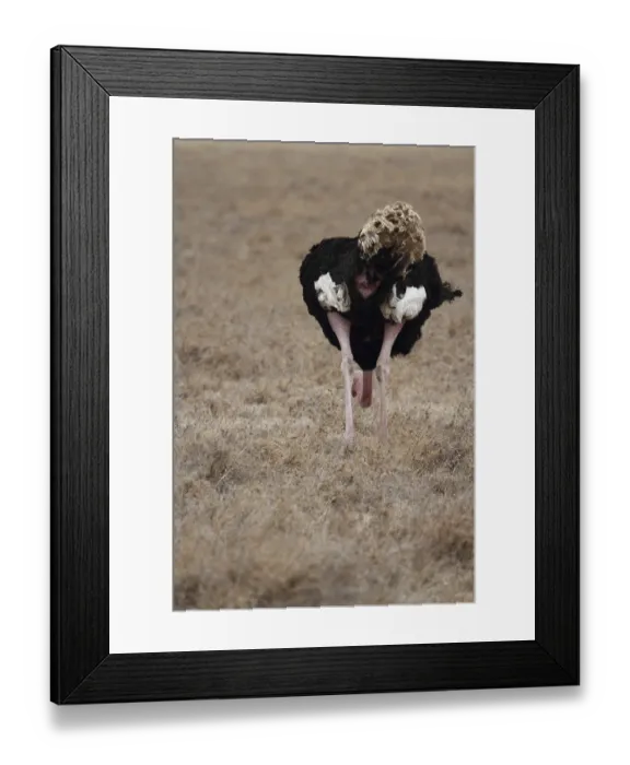 Framed Print : Ostrich (Struthio camelus) Framed Print : Ostrich (Struthio camelus)