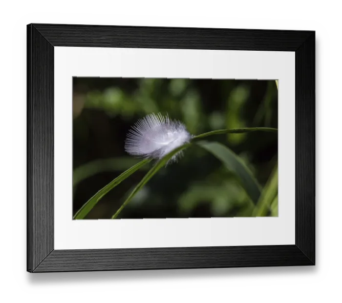 Framed Print : Down feather