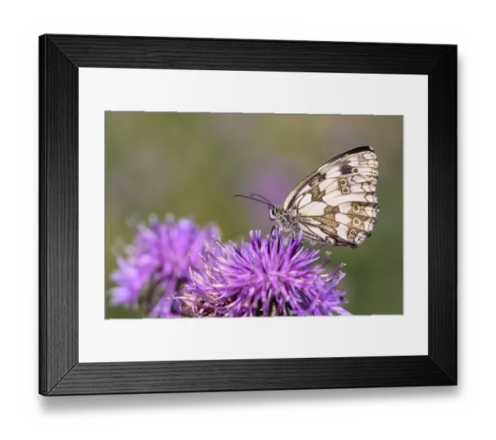 Framed Print : Checkerboard - Melanargia galathea uses its proboscis to suck nectar from the flower of a scabious (Melanargia galathea) Framed Print : Checkerboard - Melanargia galathea uses its proboscis to suck nectar from the flower of a scabious (Melanargia galathea)
