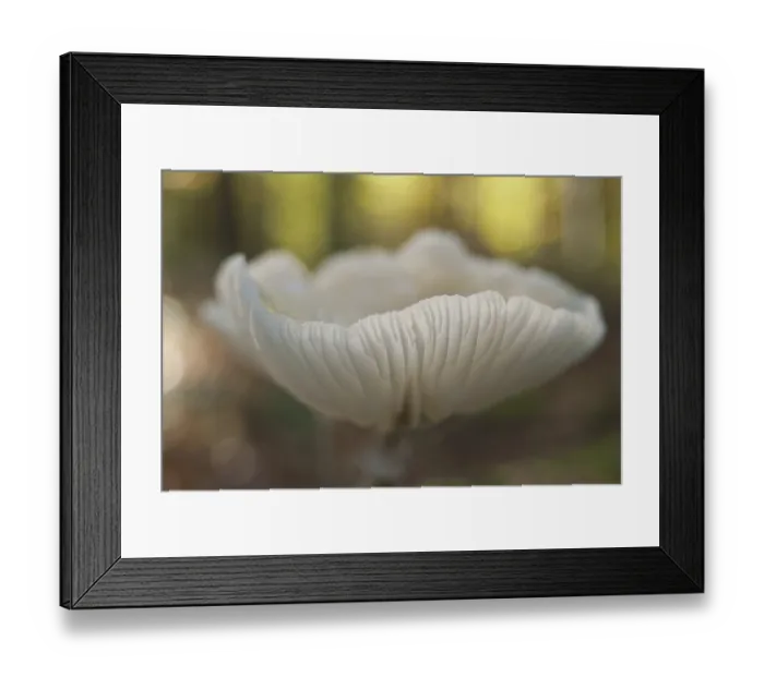 Framed Print : Beech or ringed slime mould (Oudemansiella mucida) Framed Print : Beech or ringed slime mould (Oudemansiella mucida)