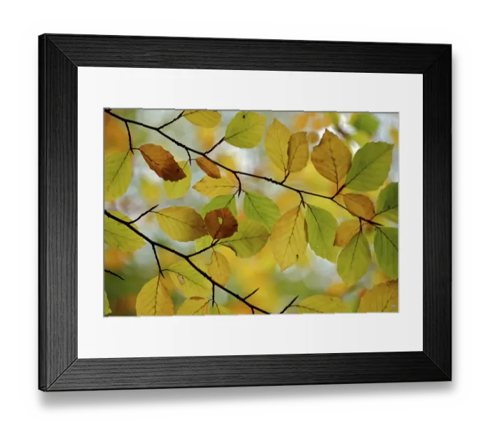 Framed Print : Beech leaves Framed Print : Beech leaves