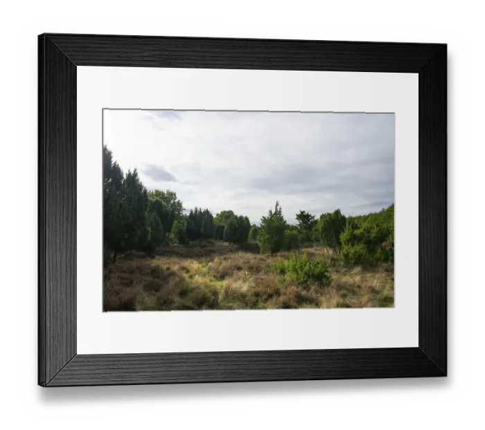 Framed Print : Common juniper (Juniperus communis) Framed Print : Common juniper (Juniperus communis)