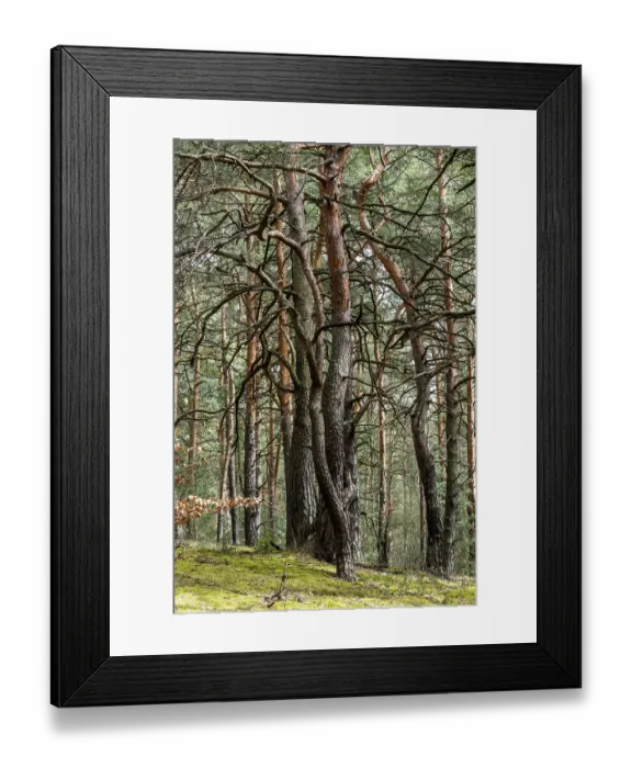 Framed Print : Pine forest on a sand dune near Mucka in the Upper Lusatian Heath